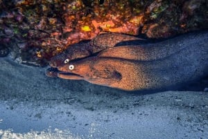 Tauchen auf Lanzarote - 2 geführte Tauchgänge für zertifizierte Taucher