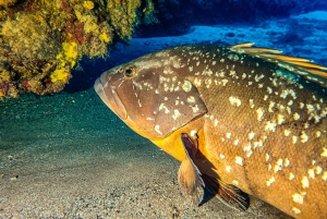 Plongée à Lanzarote - 2 plongées guidées pour les plongeurs certifiés