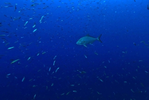 Plongée à Lanzarote - 2 plongées guidées pour les plongeurs certifiés