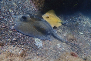 Plongée à Lanzarote - 2 plongées guidées pour les plongeurs certifiés