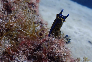 Plongée à Lanzarote - 2 plongées guidées pour les plongeurs certifiés