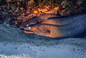 Plongée à Lanzarote - 2 plongées guidées pour les plongeurs certifiés