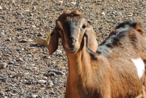 Fuerteventura Panoramic island Tour, ALL highlights in 1 day