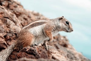 Fuerteventura Nord: mellom landskap, historie og unike fotografiske minner.