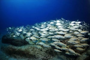 Guided Snorkeling Experience