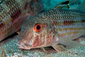 Guided Snorkeling Experience