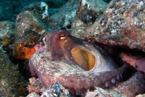 Guided Snorkeling Experience