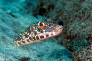 Guided Snorkeling Experience