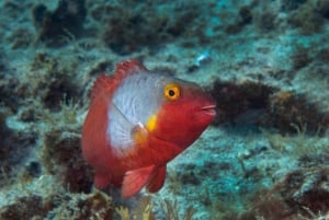 Guided Snorkeling Experience