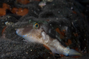 Guided Snorkeling Experience