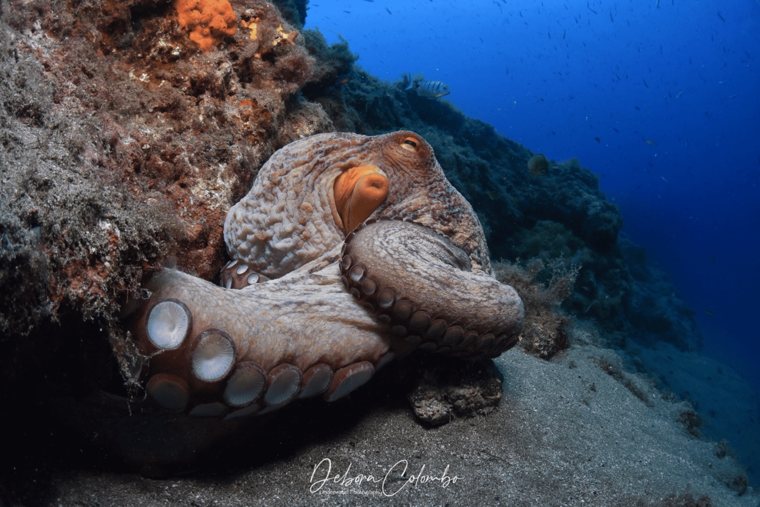 Тиас: экскурсия с гидом по сноркелингу в Плайя Чика