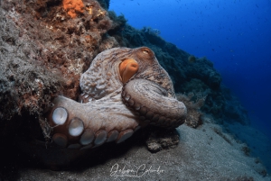 Тиас: экскурсия с гидом по сноркелингу в Плайя Чика