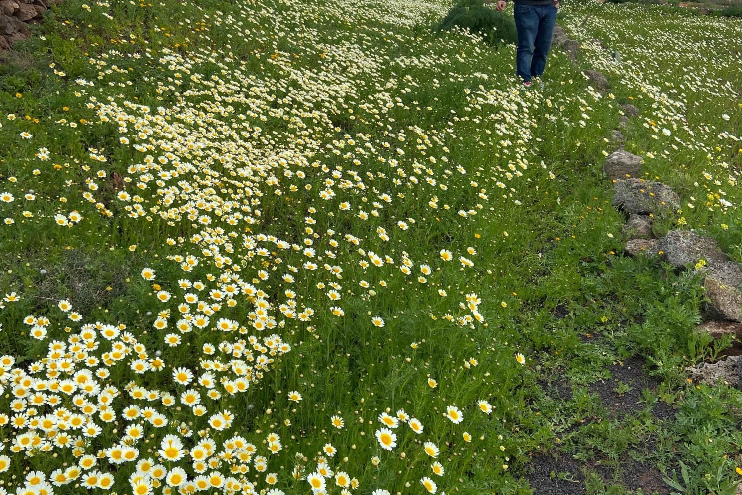 Haría: Visita guiada a pie a la ciudad natal de César Manrique