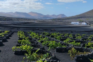 La Geria: wandeling tussen vulkanen en wijngaarden