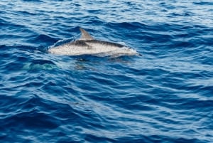 Lanzarote: 2.5-Hour Sunset and Dolphins Cruise