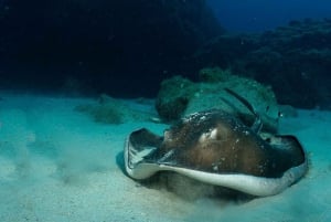 Lanzarote: 2-Dive Package for Certified Divers