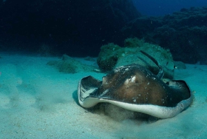 Lanzarote: 2-Tauchgänge-Paket für zertifizierte Taucher