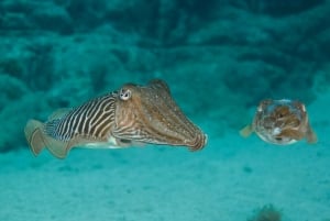 Lanzarote: 2-dyk-pakke i Playa Blanca - certificerede dykkere