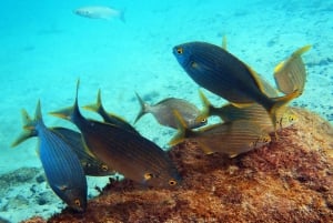 Lanzarote: 2-dyk-pakke i Playa Blanca - certificerede dykkere