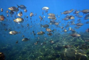 Lanzarote: 2-dyk-pakke i Playa Blanca - certificerede dykkere