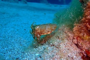 Lanzarote: 2-dyk-pakke i Playa Blanca - certificerede dykkere