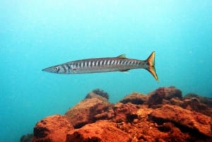 Lanzarote: 2-dyk-pakke i Playa Blanca - certificerede dykkere