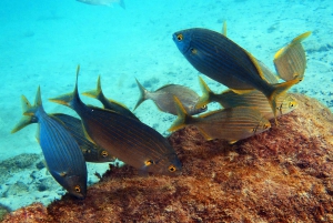 Lanzarote: 2-dive package in Playa Blanca - certified divers