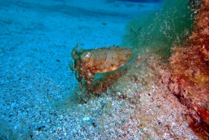 Lanzarote: 2-dive package in Playa Blanca - certified divers