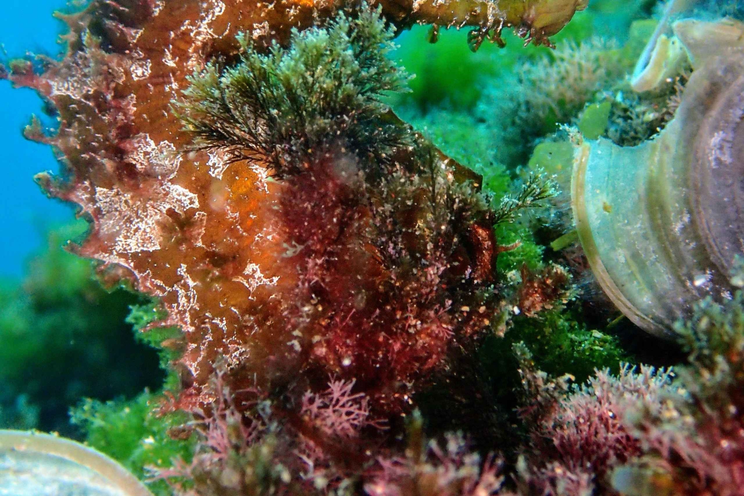 ランサローテ島：ガイド付きダイビング 2 回（認定ダイバーのみ）