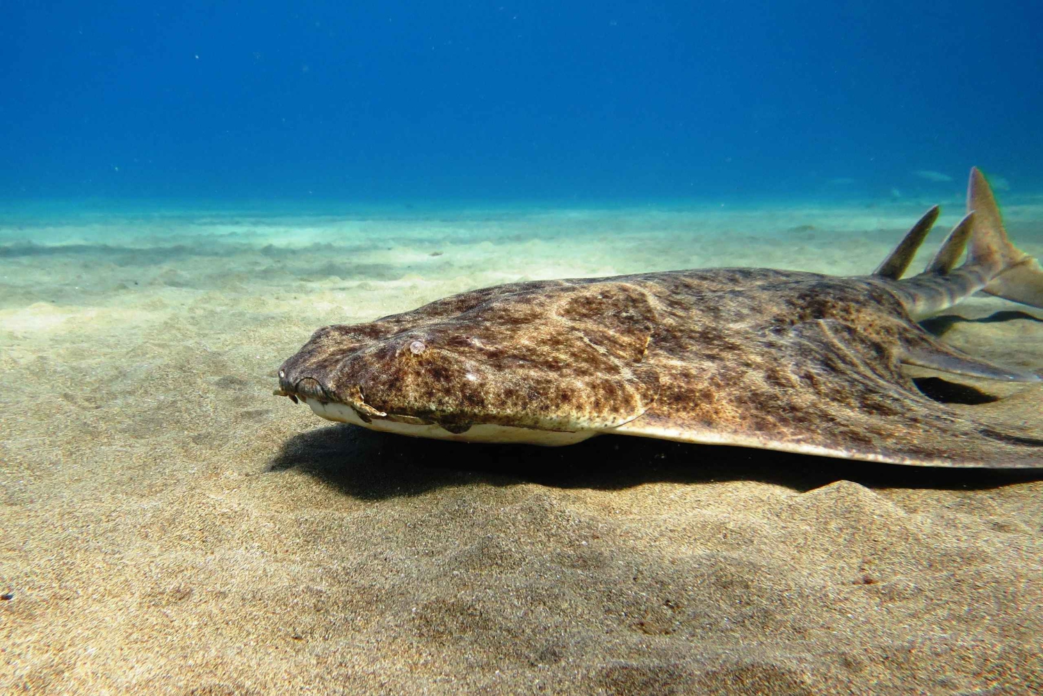 ランサローテ島：ガイド付きダイビング 2 回（認定ダイバーのみ）