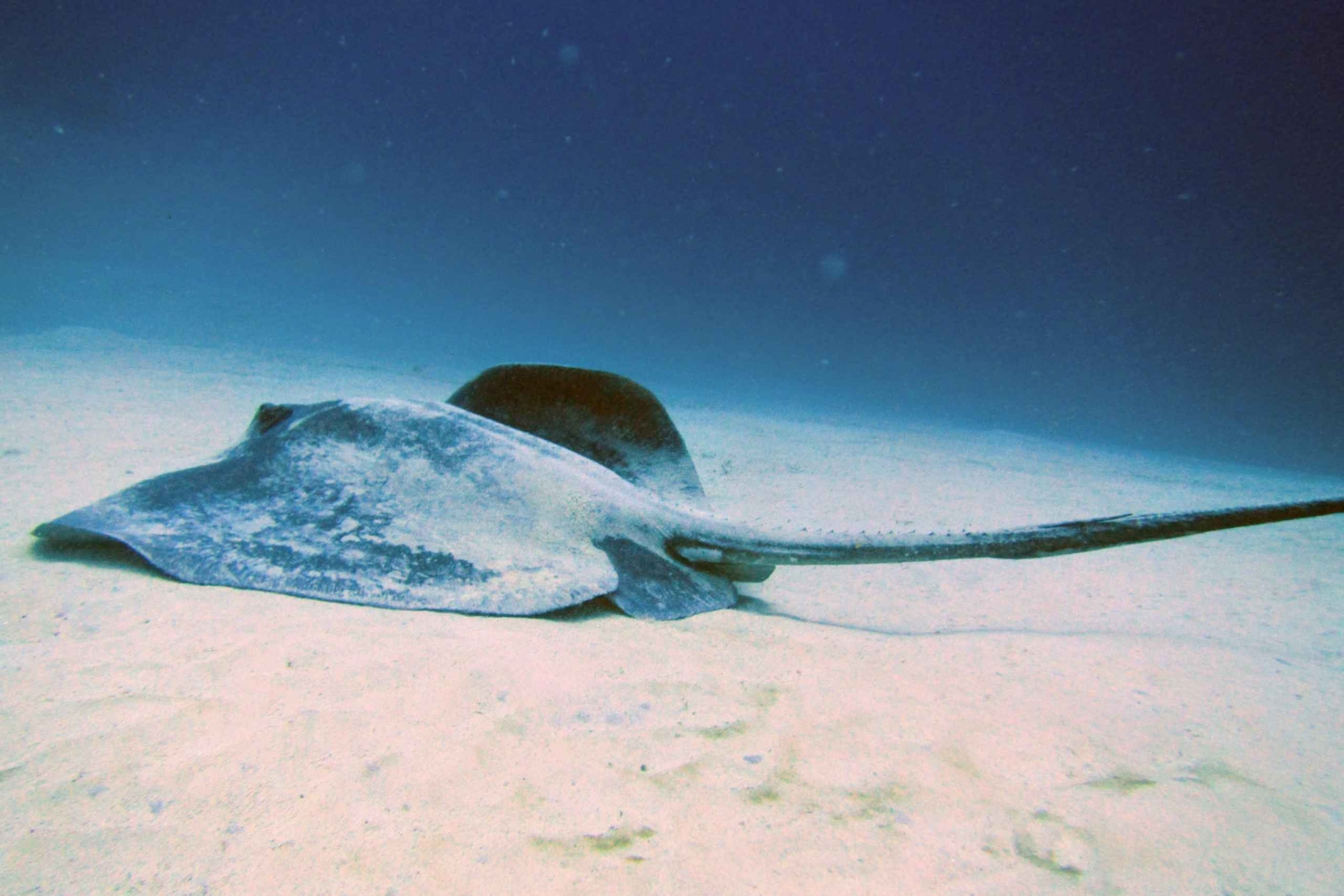 ランサローテ島：ガイド付きダイビング 2 回（認定ダイバーのみ）