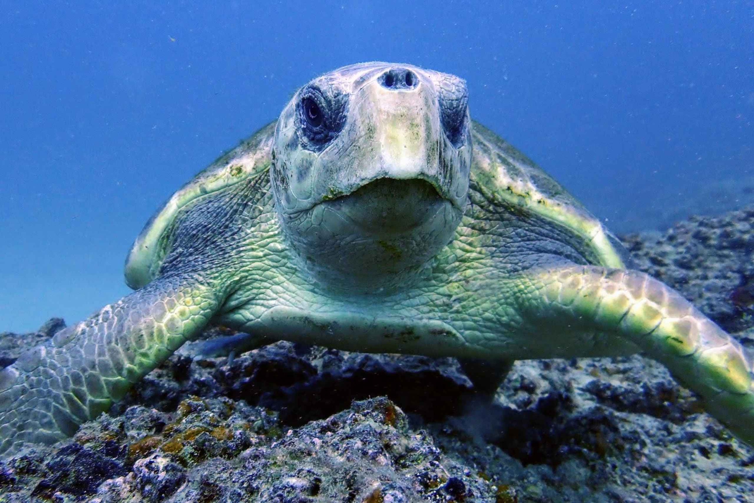 ランサローテ島：ガイド付きダイビング 2 回（認定ダイバーのみ）