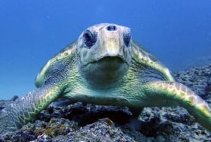 Lanzarote : 2 plongées guidées (uniquement pour les plongeurs certifiés)