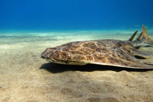 ランサローテ島：ガイド付きダイビング 2 回（認定ダイバーのみ）