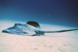 ランサローテ島：ガイド付きダイビング 2 回（認定ダイバーのみ）