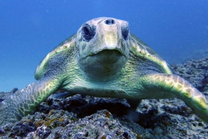 ランサローテ島：ガイド付きダイビング 2 回（認定ダイバーのみ）