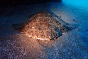 ランサローテ島：ガイド付きダイビング 2 回（認定ダイバーのみ）