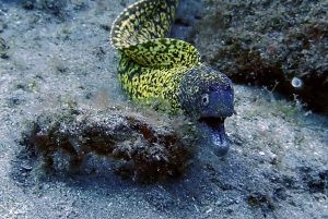 ランサローテ島：ガイド付きダイビング 2 回（認定ダイバーのみ）