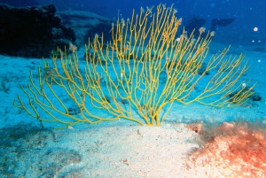 ランサローテ島：ガイド付きダイビング 2 回（認定ダイバーのみ）