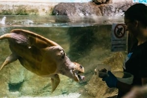 Lanzarote: Aquarium Entry Ticket