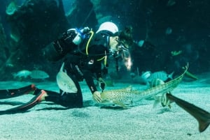 Lanzarote: Aquarium Entry Ticket