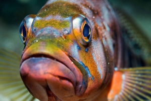 Lanzarote: Dykkerdåp i Puerto de Carmen 2 dykk