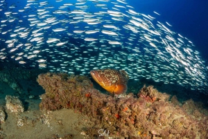 Lanzarote: Dykkerdåp i Puerto de Carmen 2 dykk