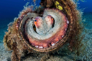 Lanzarote: Dykkerdåp i Puerto de Carmen 2 dykk