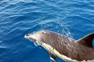 Lanzarote: Delfinobservasjoner med hurtigbåt