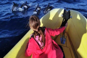 Lanzarote: Delfinobservasjoner med hurtigbåt