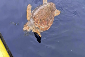 Lanzarote: Delfinobservasjoner med hurtigbåt