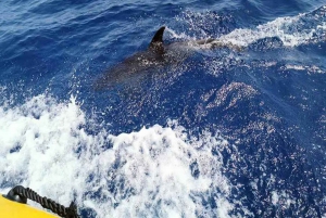 Lanzarote: Delfinobservasjoner med hurtigbåt