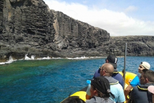 Lanzarote: Delfinobservasjoner med hurtigbåt