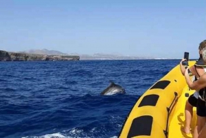 Lanzarote: Delfinobservasjoner med hurtigbåt